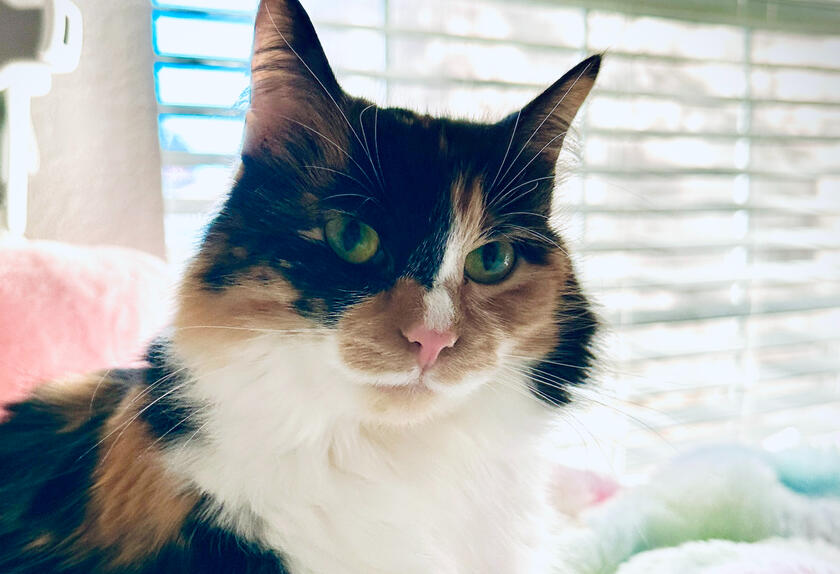 sumi