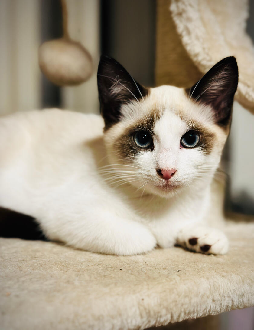 cinnamon